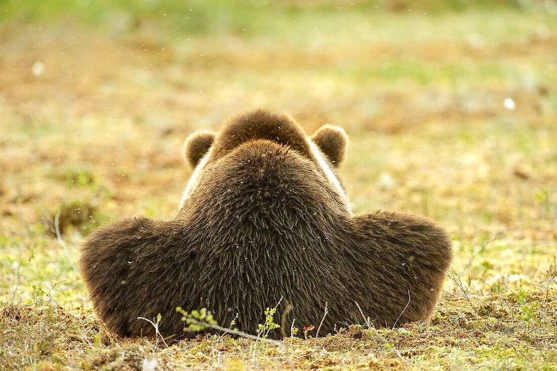 Rear view of European brown bear Ursus arctos arctos. Finland. Scandinavia. Europe