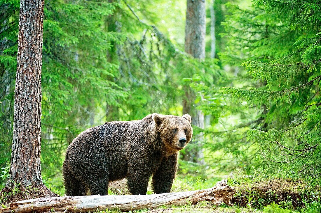 European brown bear Ursus arctos arctos in the forest. Martinselkonen Nature Park, region of Kainuu, Finland, Scandinavia, Europe