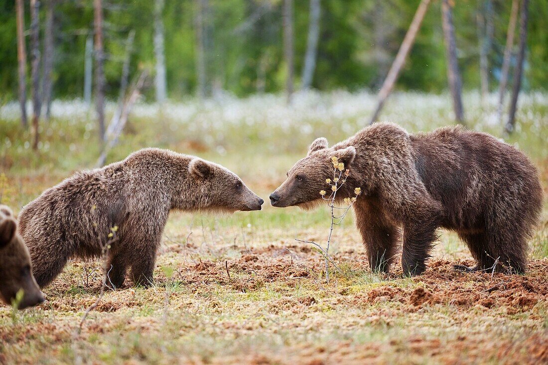 European brown bear in the Scandinavian taiga. Games adolescents. Kainuu Region. Finland. Europe