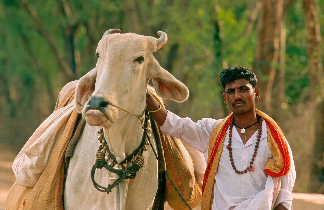 Santon and his cow. Uttar Pradesh. India
