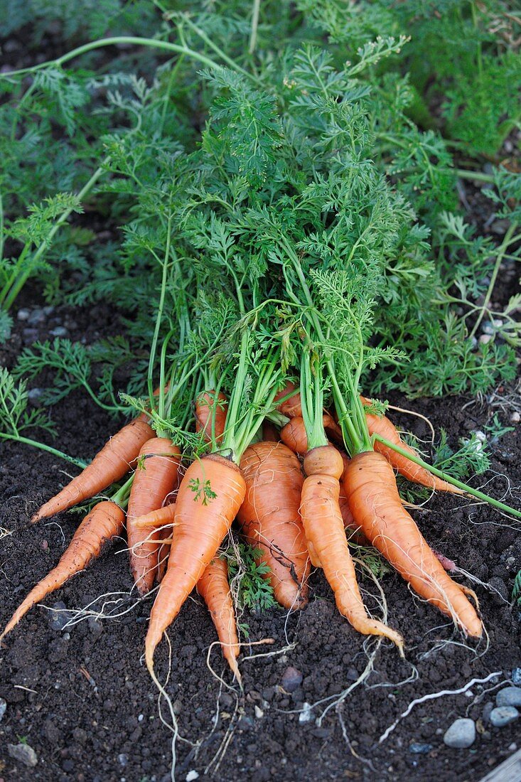 Carrots fresh from the garden