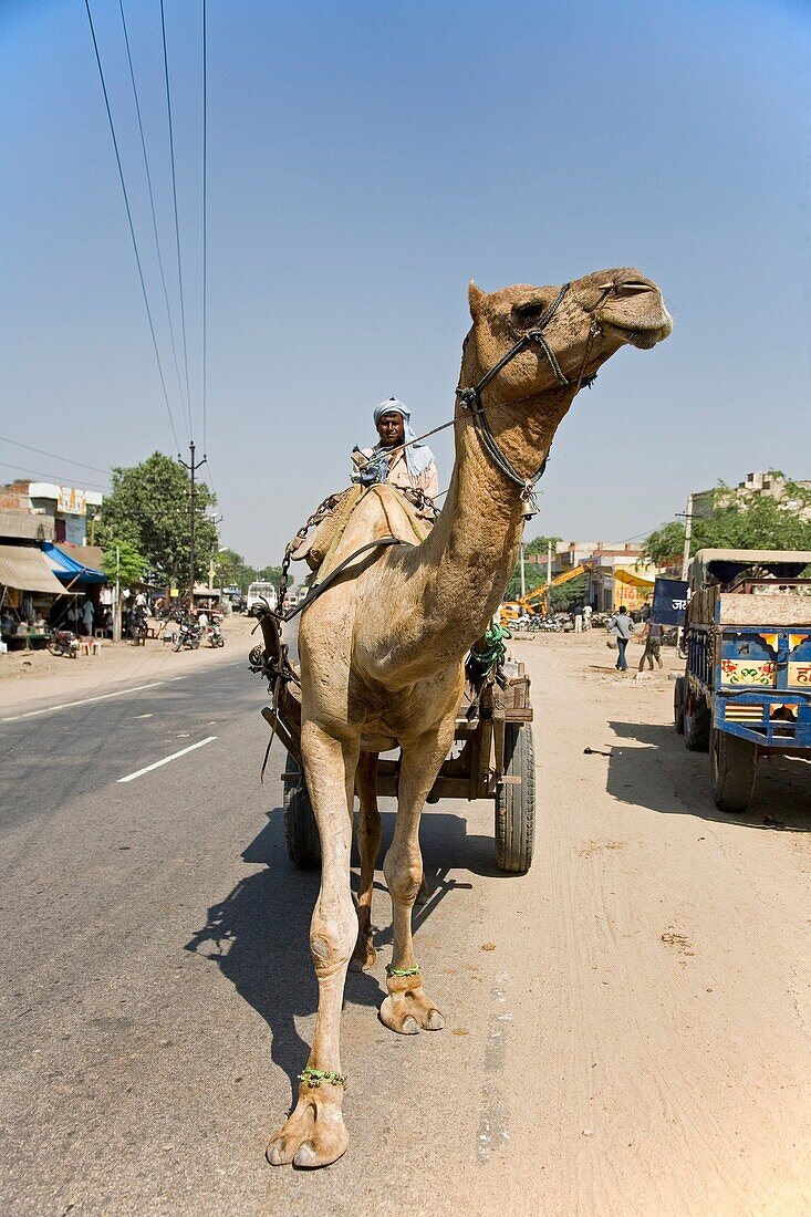 Local man with a camel and cart in Rajasthan India