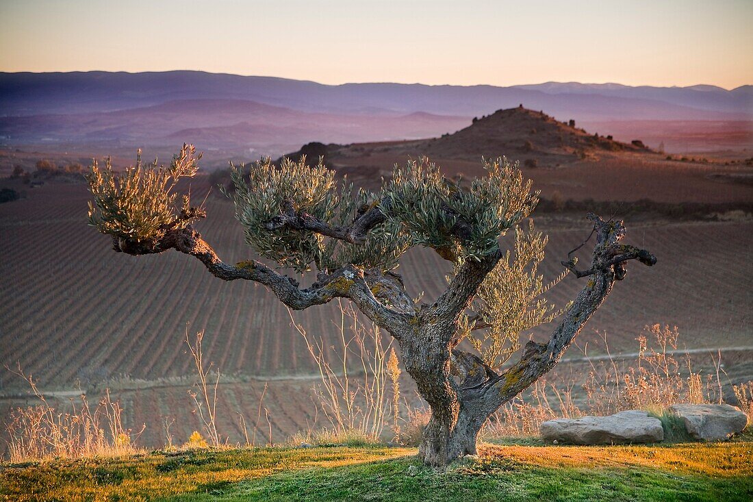 Olive Olea europaea Rioja Alavesa County Alava, Basque Country, Spain