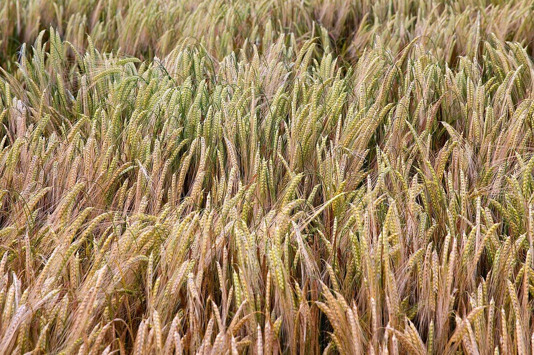 wheat plants Triticum spp on a wheat field Murieta, Navarre, Spain, Europe