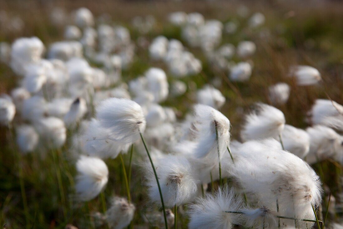 White cotton-grass Eriophorum scheuchzeri or Eriophorum capitatum, National park of Pallas-Yllästunturi, Lapland, Finland