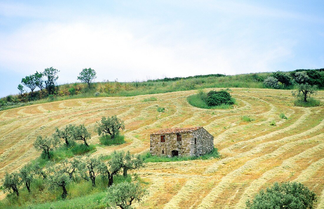 Sicily, Italy Farm landscape near Aragona
