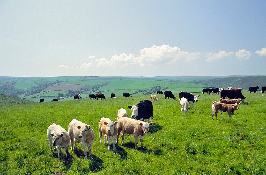 Cattle cows graze grazing summer pasture in Exmoor National Park near Brendon, Devon, England, UK