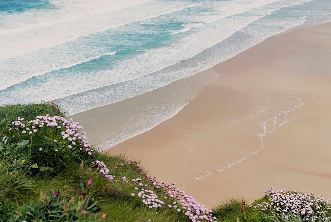 Waves roll onto clean deserted empty sandy summer beach from above Sea pinks flowers in foreground