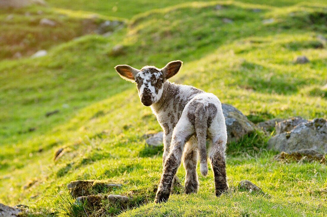 Spring lamb standing in English hill farm grass meadow