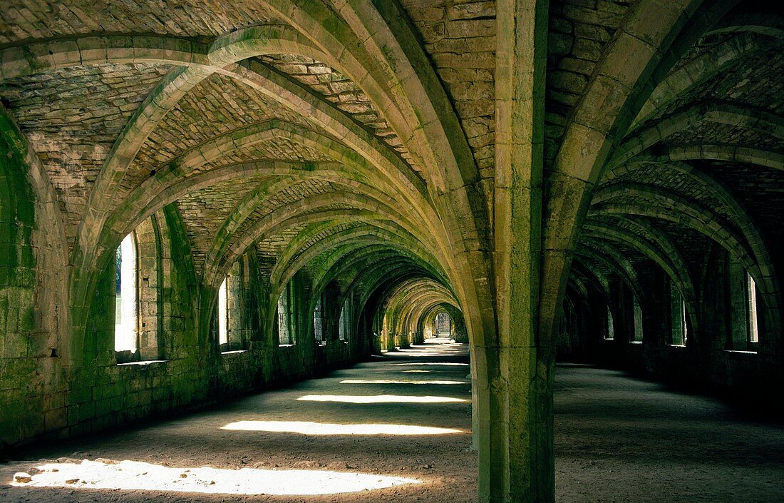 Fine stone vaulted cellars beneath the Lay Brothers dormitory, Fountains Abbey, N Yorkshire, England Cistercian, founded 1132