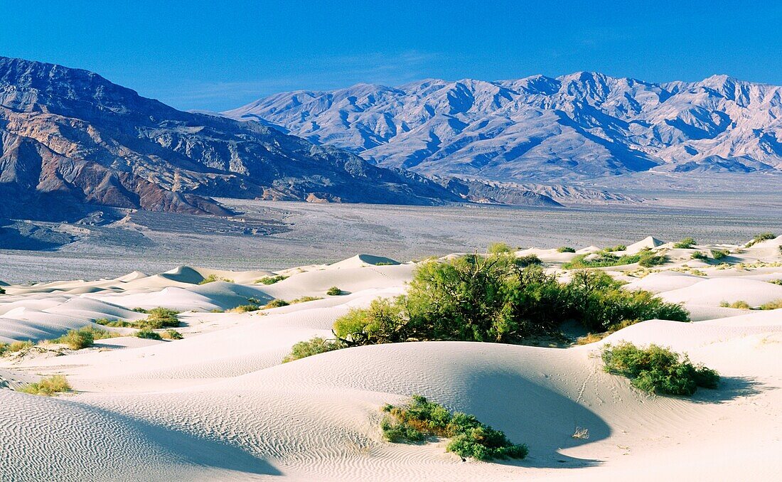 Death Valley, California, USA Sand dune in arid desert parched eroded hill landscape near Stovepipe Wells
