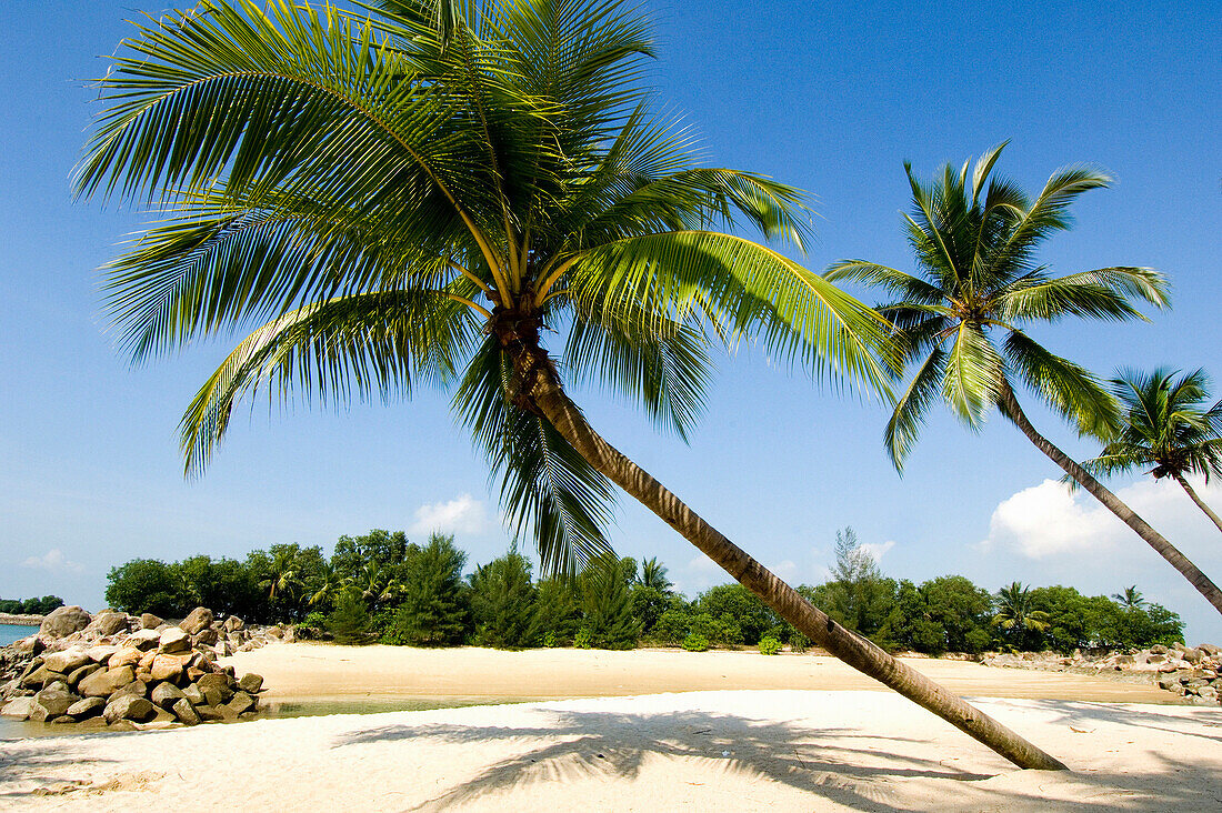 Beach scene with palm trees, Sentosa Island, Singapore