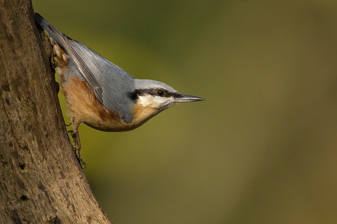 Nuthatch, Elstead, Surrey, UK - England