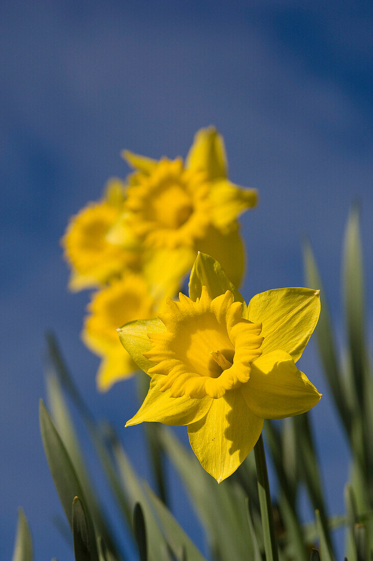 Daffodils against blue sky, Flowers and Foliage, Natural World