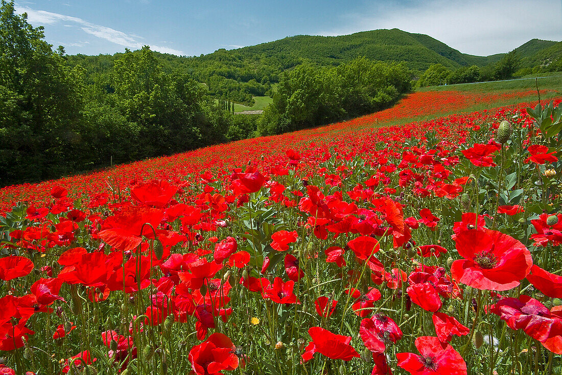 Poppies on hillside, Valnerina - near, Umbria, Italy