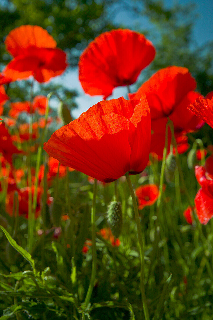 Poppies - close up, Valnerina - near, Umbria, Italy