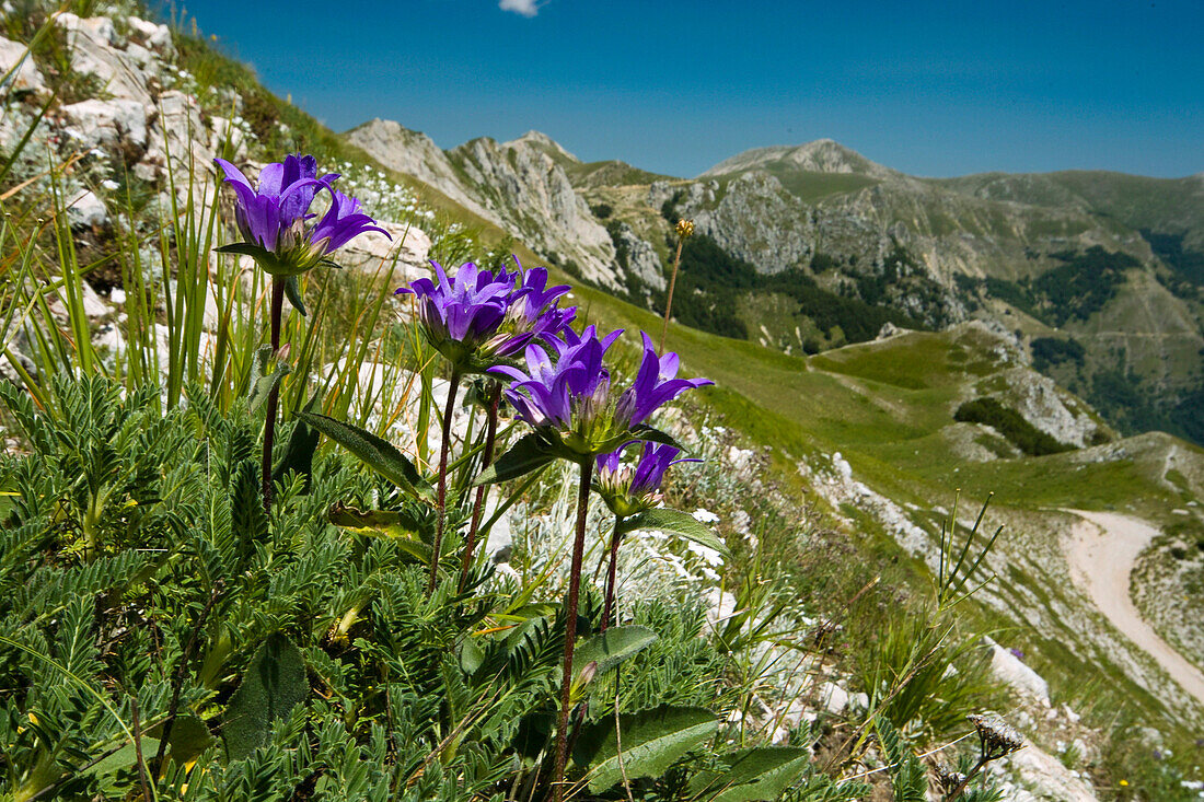 Blue bellflowers and mountain scenery, Terminillo, Lazio, Italy