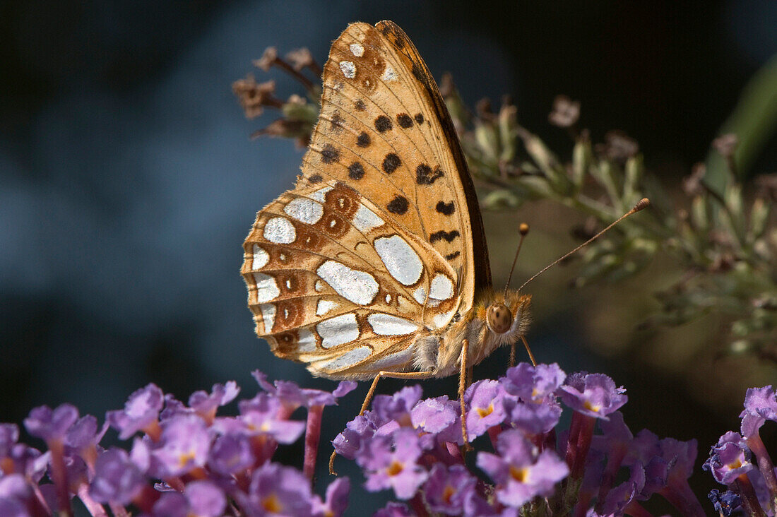 Fritillary butterfly - close up, Orvieto - near, Umbria, Italy