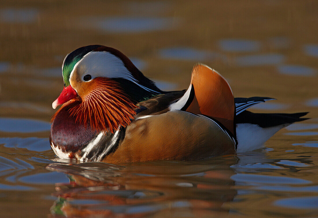 Male Mandarin on lake, Arundel, West Sussex, UK - England