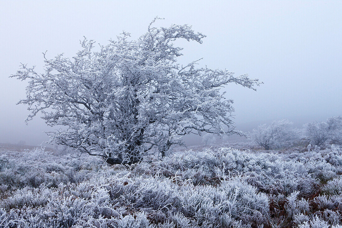Hawthorn Tree covered in hoar frost, Exmoor National Park, Devon, UK - England