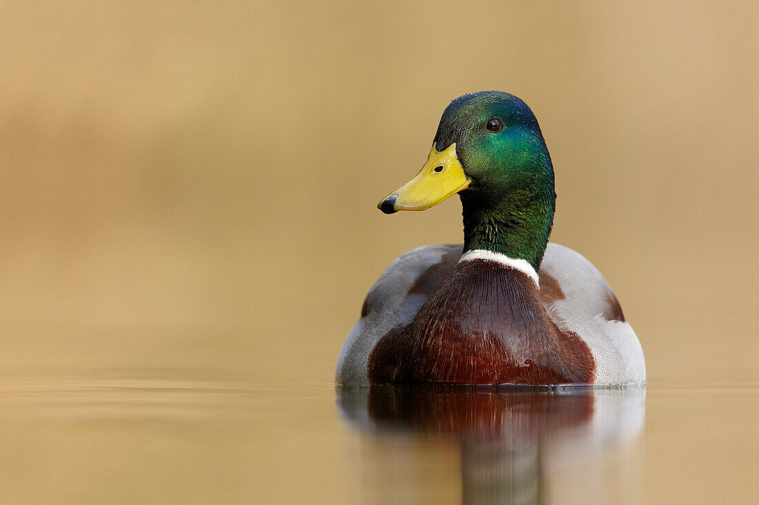 Male Mallard Duck on lake, Farnham, Surrey, UK - England