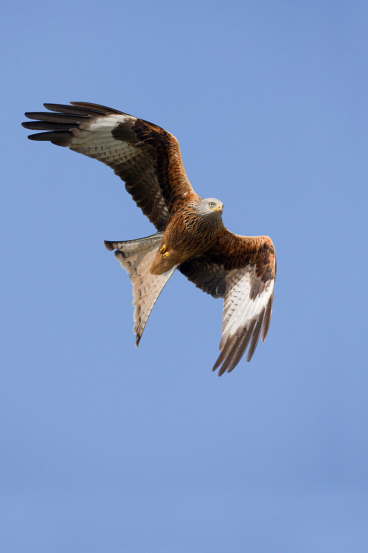 Red Kite flying, Rhayader, Powys, UK - Wales