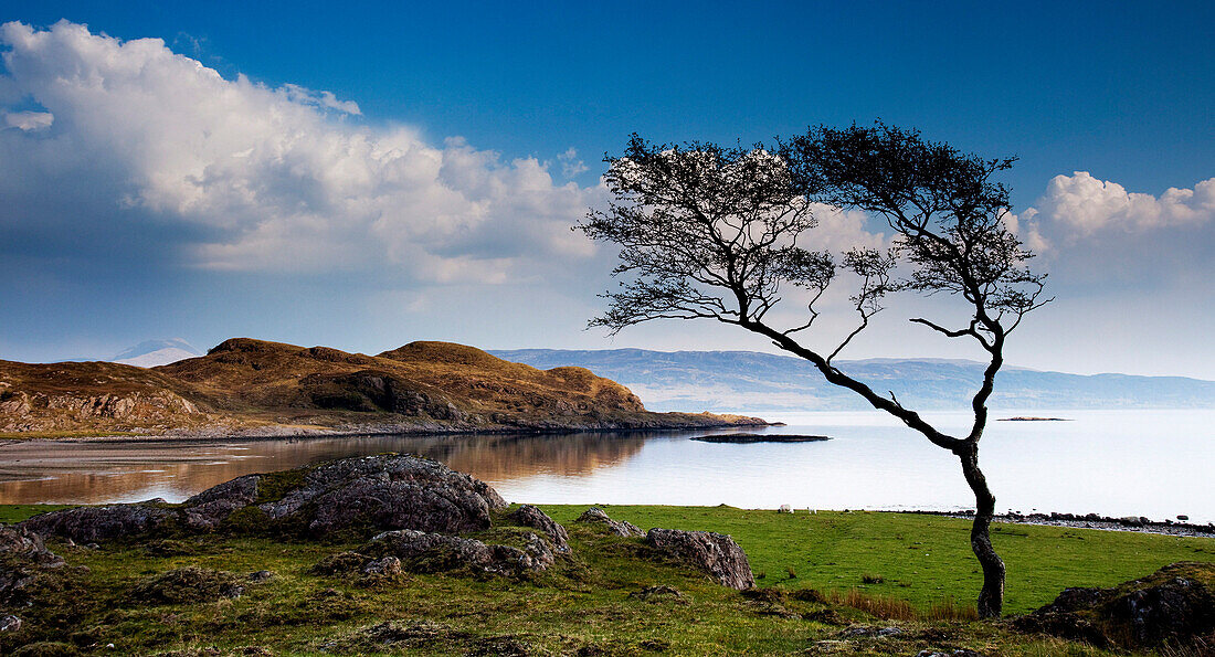 Lone tree beside Loch Linnhe, Ardgour, Highland, UK - Scotland
