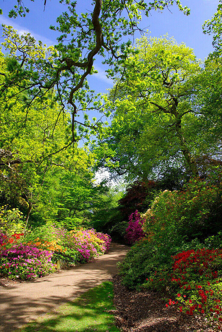 Valley Gardens in spring, Virginia Water, Surrey, UK - England