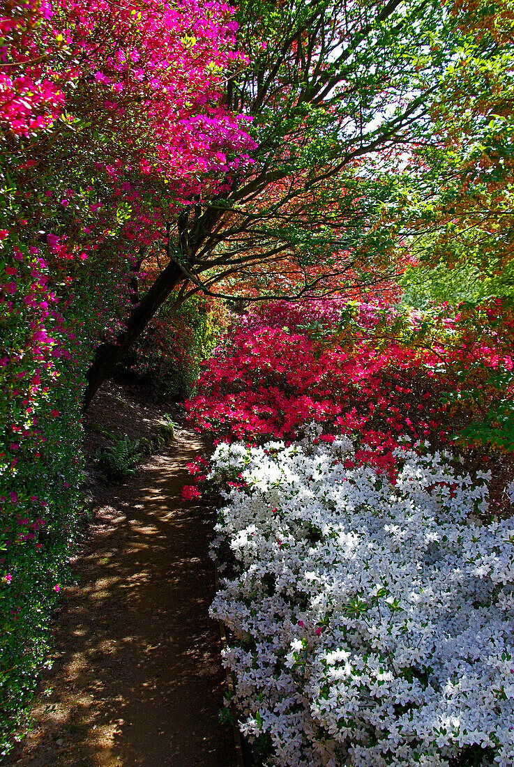 Valley Gardens in spring, Virginia Water, Surrey, UK - England