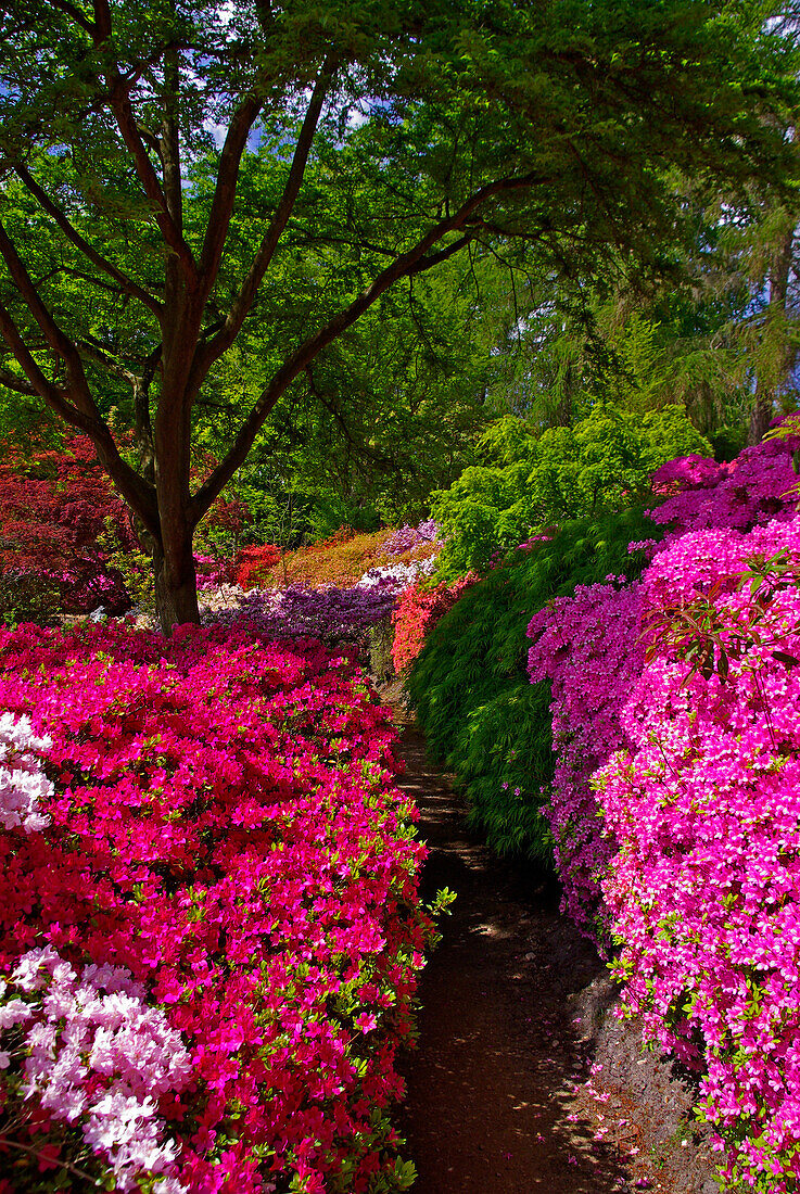 Valley Gardens in spring, Virginia Water, Surrey, UK - England