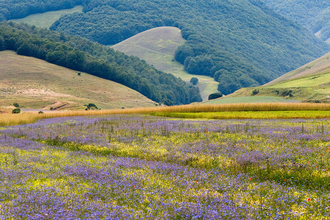 Wildflower meadow on the Piano Grande, Monti Sibillini National Park, Umbria, Italy