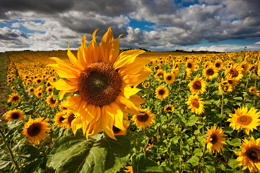 Experimental crop of Sunflowers in Northern England, North Yorkshire, UK - England