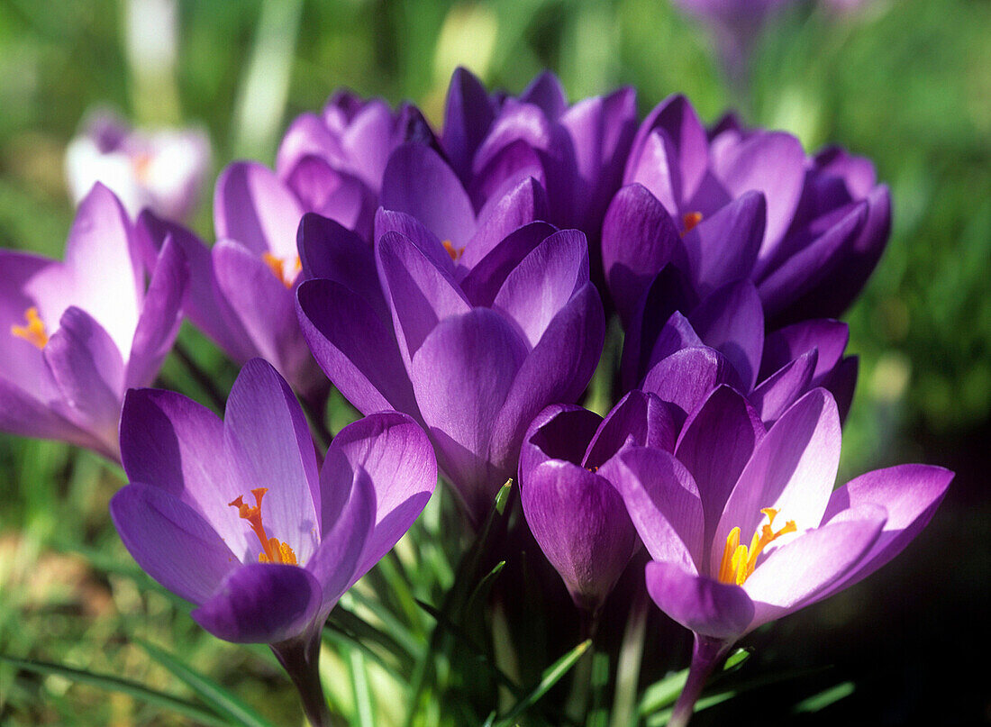 Autumn Crocuses in bloom, Flowers and Foliage, Natural World