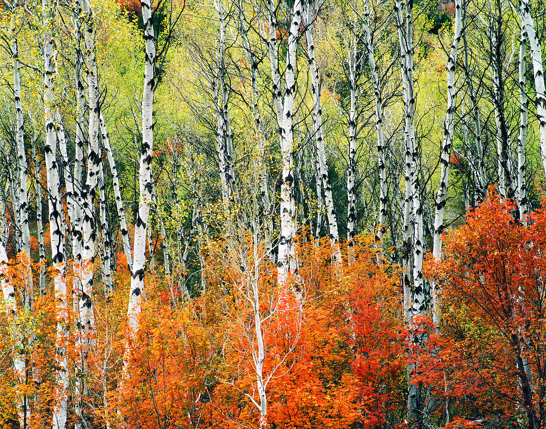 Aspen and Maple Trees in Autumn, Wyoming, Wyoming, USA