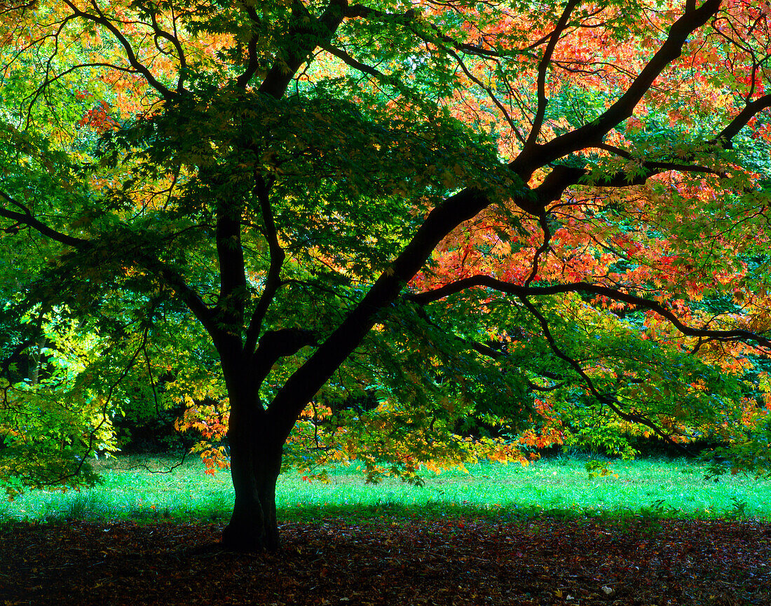 The Backlit Maple in Early Autumn, Westonbirt Arboretum, Gloucestershire, UK - England