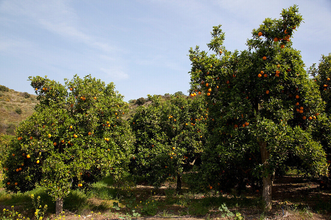 'Cyprus; Akamas; Orange Trees near Akamas;, Paphos, South Cyprus, Cyprus'