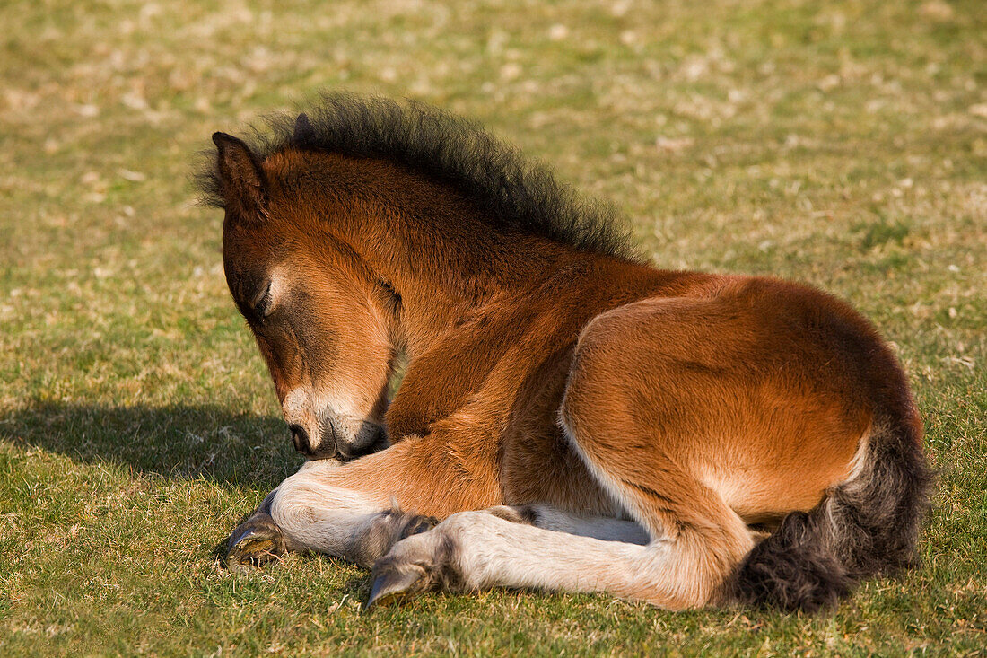 Dartmoor pony foal, Dartmoor National Park, Devon, UK - England