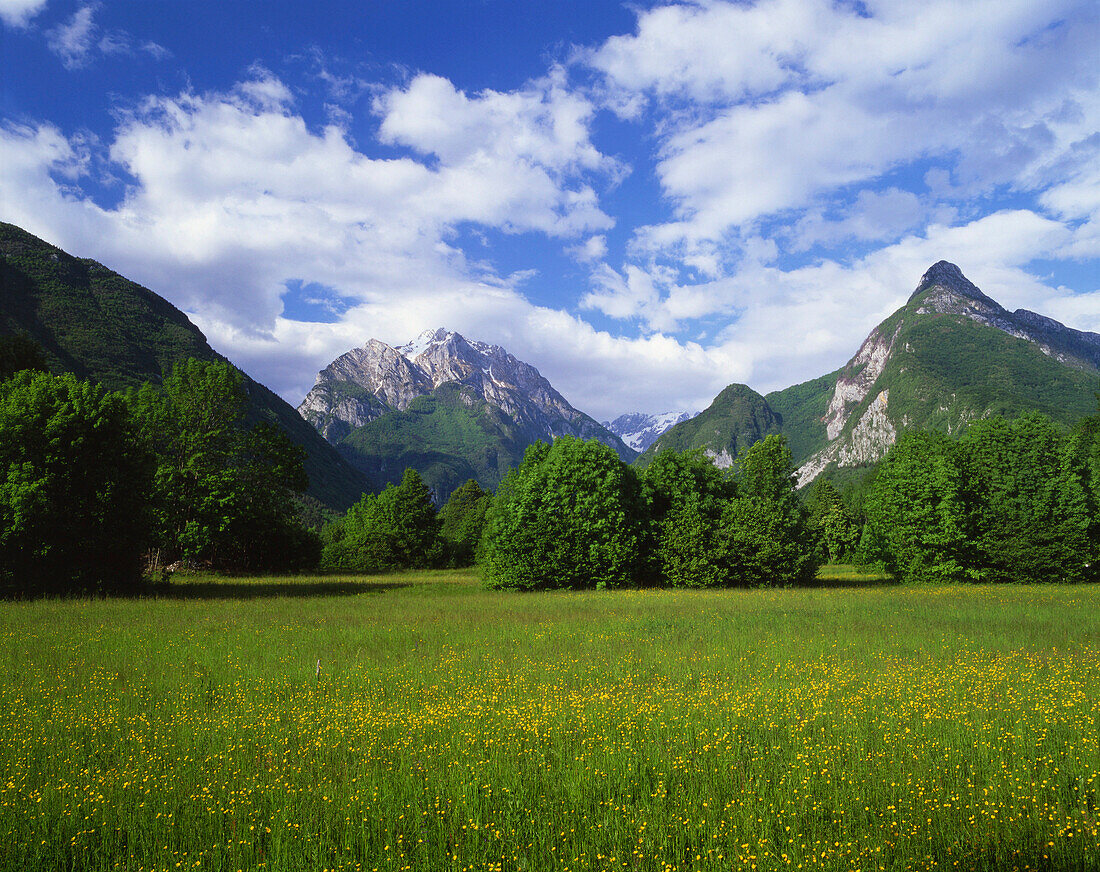 Alpine meadow in spring in the Soca Valley, Bovec - near, Primorska, Slovenia