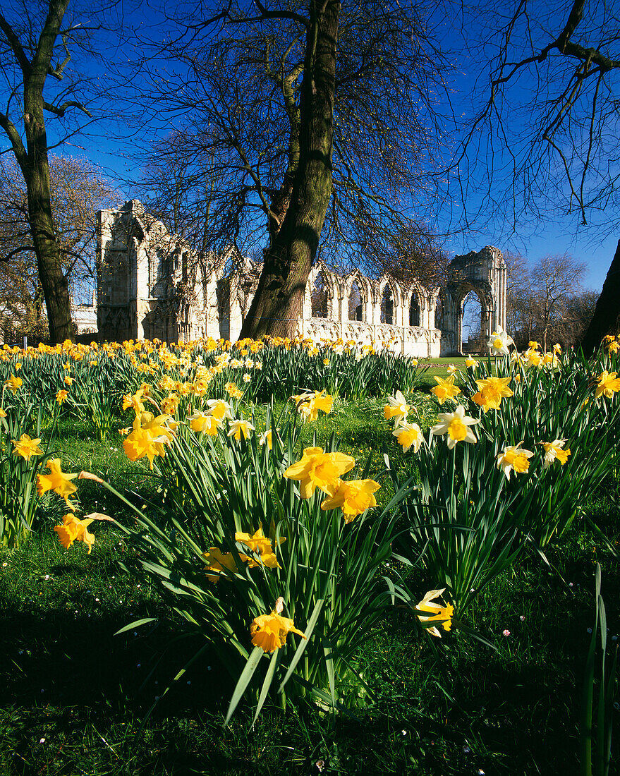 St Marys Abbey in spring, York, Yorkshire, UK - England