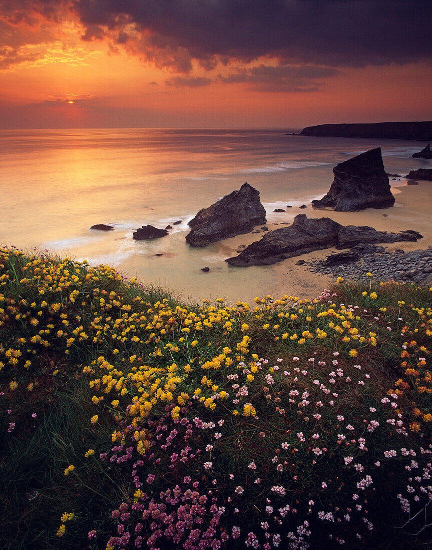 Sunset view over Bedruthan Steps in spring, Bedruthan Steps, Cornwall, UK - England