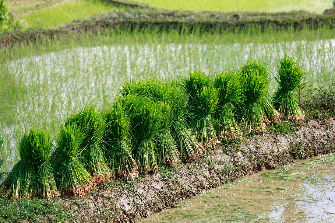 Sheaves of rice on rice terraces, Yuanyang, China