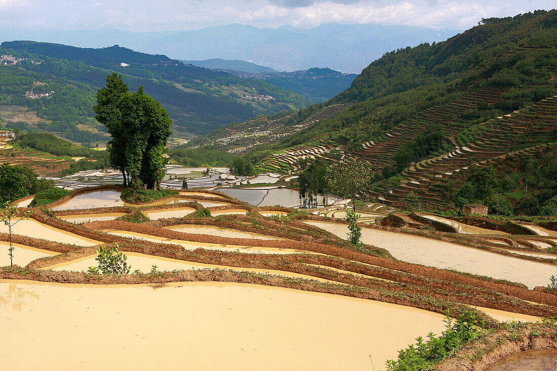 View over rice terraces, Yuanyang, China