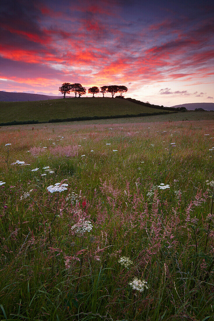 Scenery with wildflower meadow at dawn, Exmoor National Park, Somerset, UK - England
