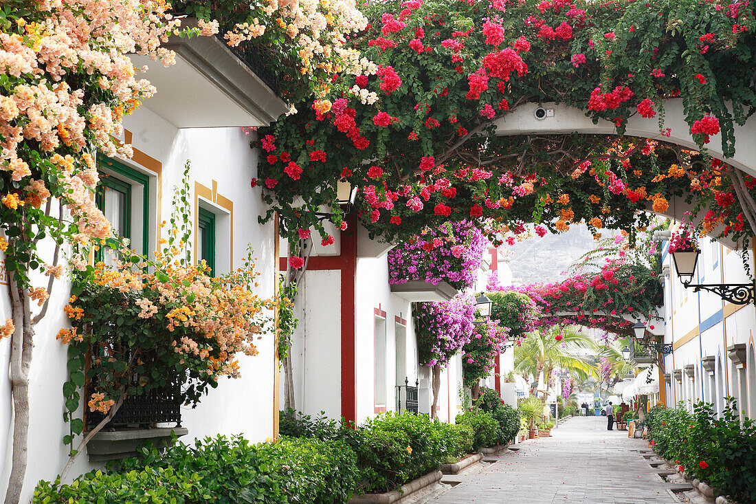 Colourful flowers, Morgan, Gran Canaria, Canary Islands