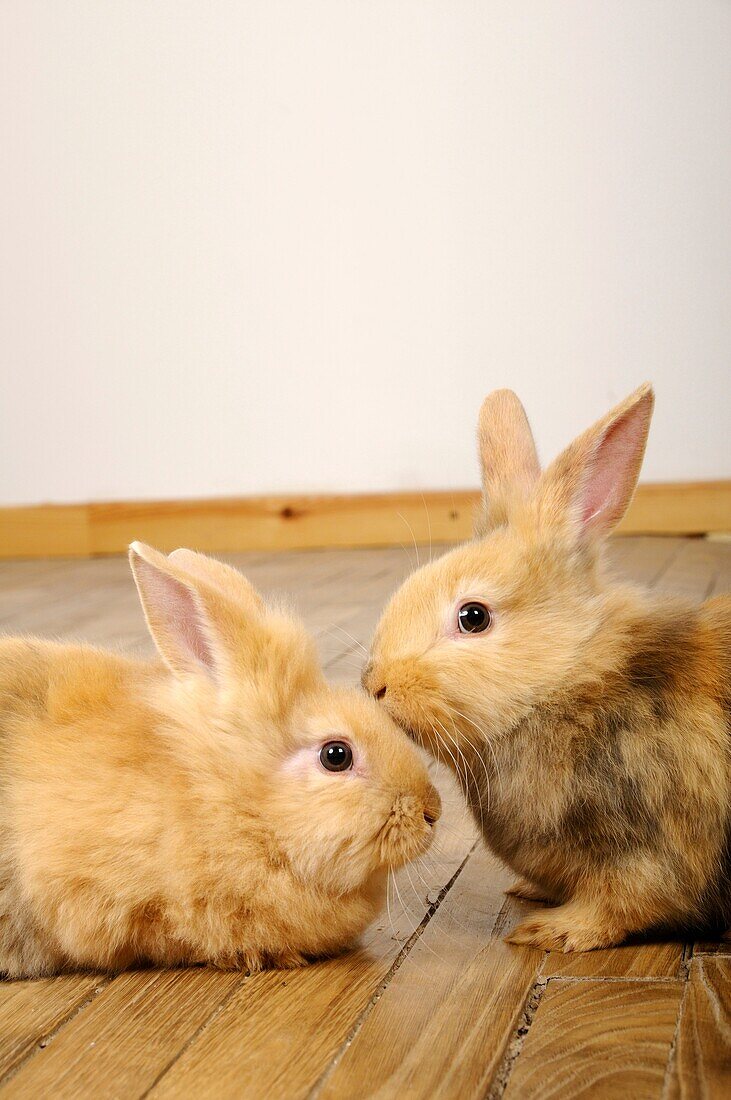 Stock photo of two rabbits apparently having a little chat with each other