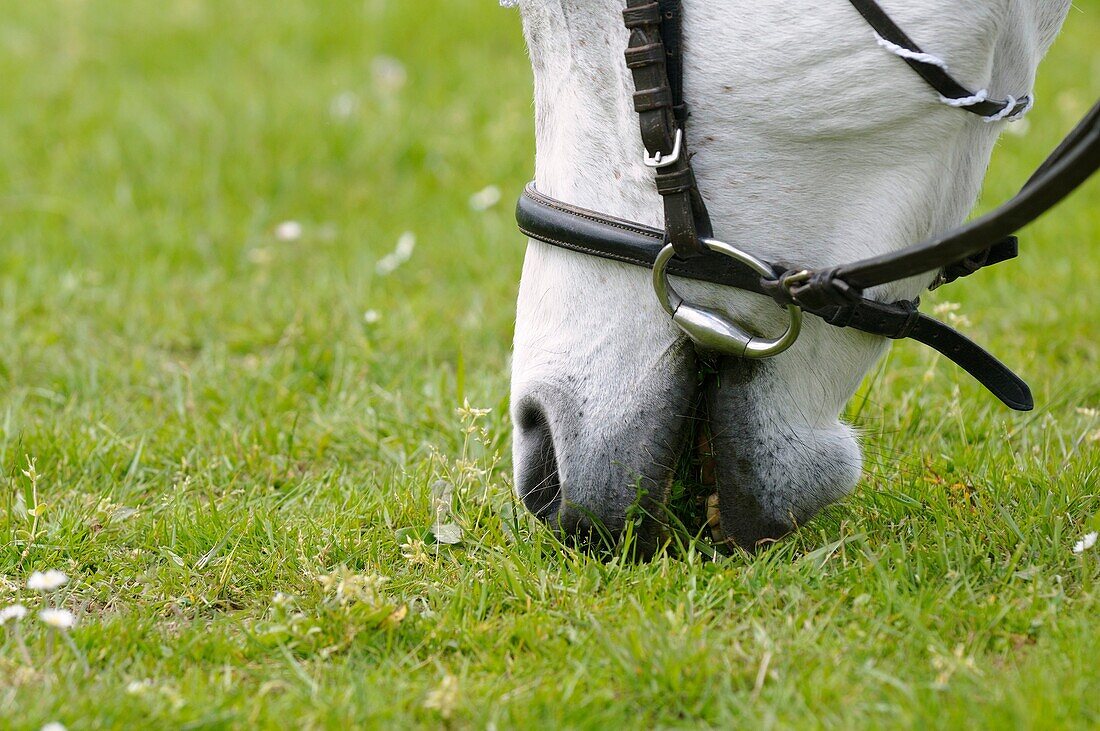 Horse's head eating grass