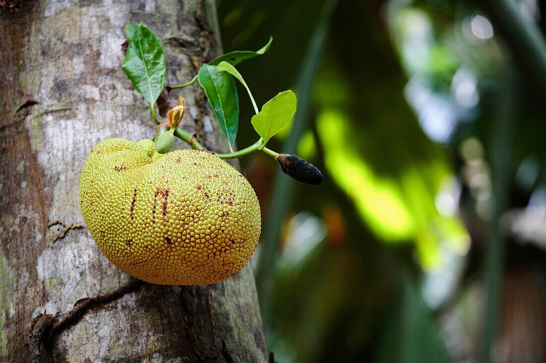 Jackfruit in the Vallee de Mai, Praslin, Seychelles