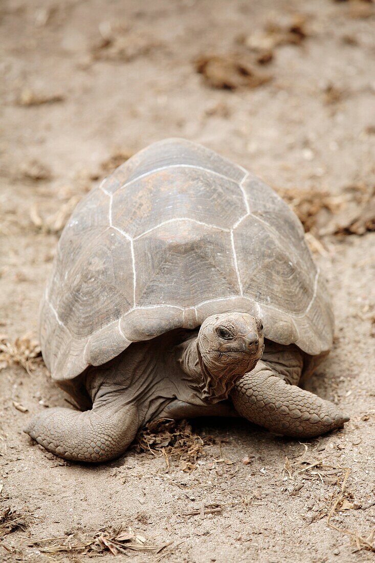 Aldabra Giant Tortoises Geochelone gigantea, La Digue Island, Seychelles