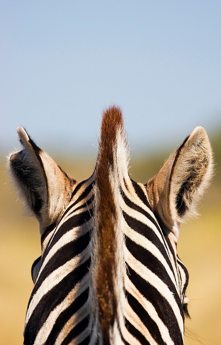 Zebra's Head