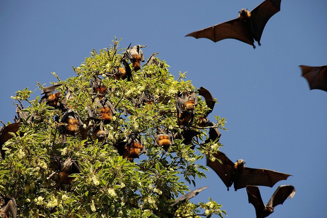 Grey-headed Flying-foxes Pteropus poliocephalus at the Royal Botanic Gardens in Sydney, New South Wales, Australia